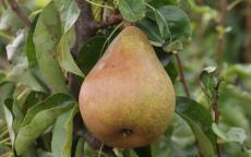 Doyenne du Comice pear trees