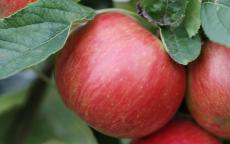 Idared apple trees