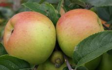Reine de Reinettes apple trees