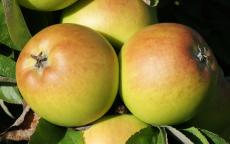 Sturmer Pippin apple trees