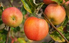 Fruit tree comparison - Bardsey