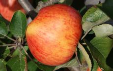 Somerset Redstreak apple trees