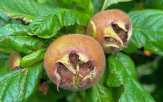 Large Dutch medlar trees