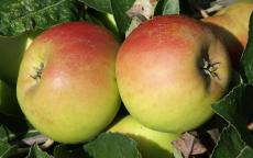 Roxbury Russet apple trees