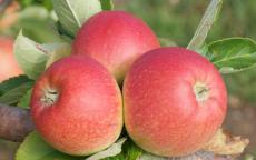 Alkmene apple trees