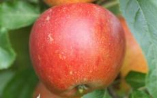 Queen Cox apple trees