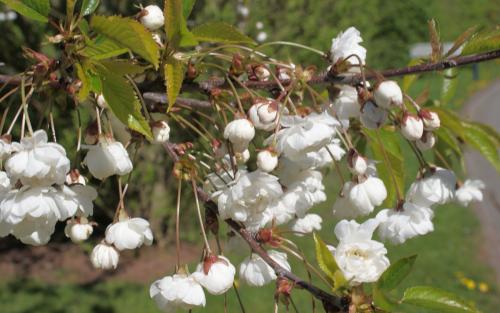 Plena ornamental cherry trees