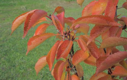 Prunus Pandora leaves