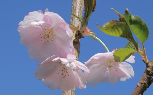 Accolade ornamental cherry trees