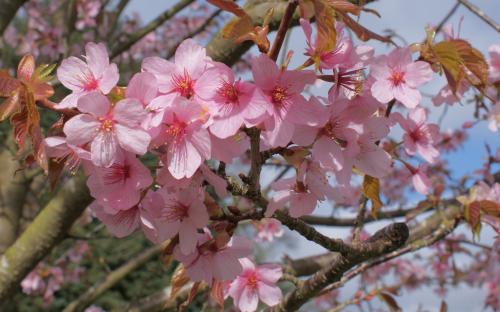 Prunus sargentii ornamental cherry trees