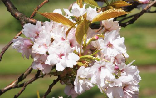 Amanogawa ornamental cherry trees