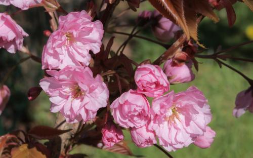 Kanzan ornamental cherry trees