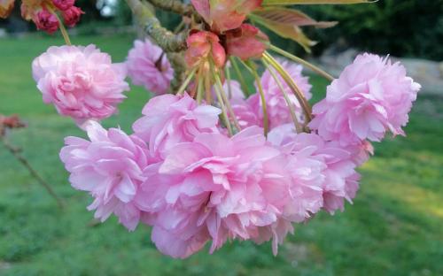 Kiku-shidare-zakura ornamental cherry trees