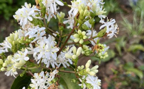 Fruit tree comparison - Heptacodium miconoides