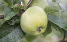 Amere de Berthencourt cider apple trees