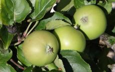Vilberie cider apple trees