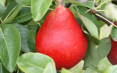 Stark Crimson pear trees