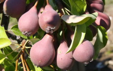 Winnals Longdon pear trees