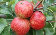 Red Foxwhelp apple trees