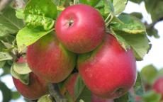 Colapuy apple trees