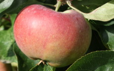 Ontario apple trees