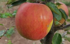 Reinette Descardre apple trees
