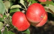 Fruit tree comparison - Stark Earliest