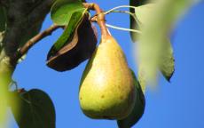 Morettini pear trees