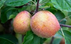 Three Counties apple trees