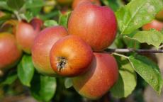 Reinette De Flandre apple trees