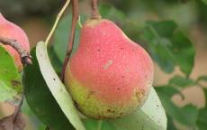 Saint Mathieu pear trees