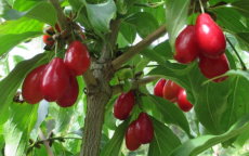 Nikolka cornelian cherry trees