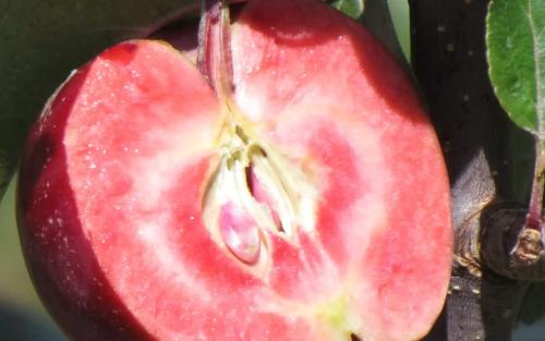 Red-Fleshed Apple Trees - Learn About Types Of Apples With Red