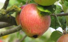 Gueule de Mouton apple trees