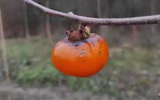 Russian Beauty persimmon trees