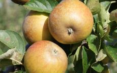 Ashmead's Kernel apple trees