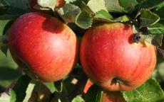 Cox's Orange Pippin apple trees