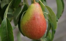 Louise Bonne pear trees