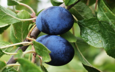 Shropshire Prune plum trees