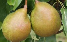 Beurre Superfin pear trees