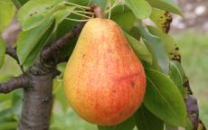 Clapp's Favorite pear trees