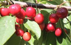 Lapins cherry trees
