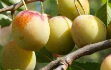 Fruit tree comparison - Oullins Gage