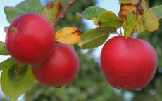 Red Devil apple trees