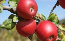 Fruit tree comparison - Red Windsor