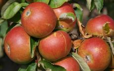 Suntan apple trees