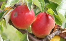 Akane apple trees