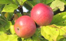 Amere Nouvelle cider apple trees
