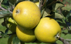 Ananas Reinette apple trees
