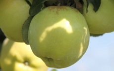 Fruit tree comparison - Antonovka 1.5 pound